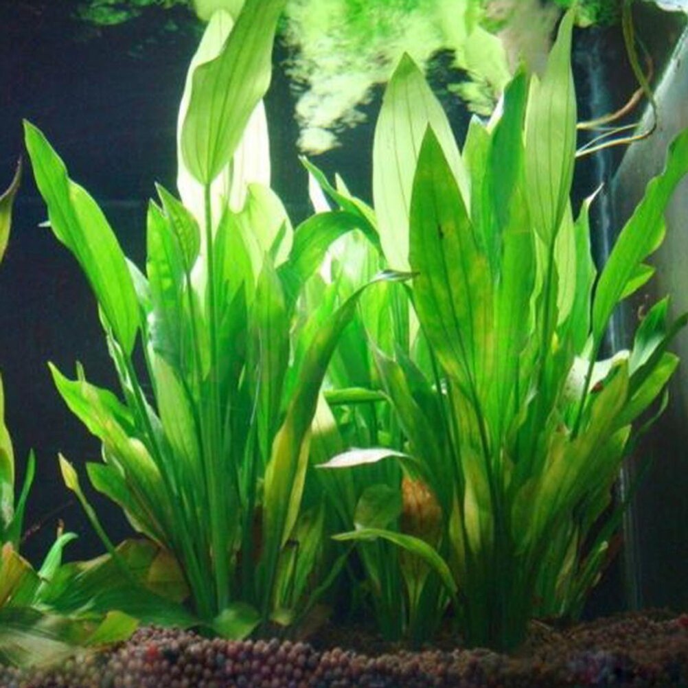 Marine Aquarium For Sale - Artificial Aquário Decor Plantas, Ornamento De