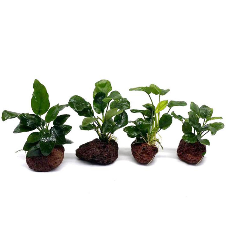 Decoração de aquário vulcânico - Marine Aquarium For Sale avaliação e preço