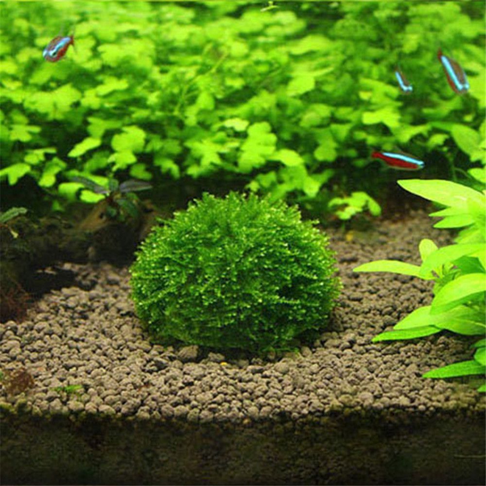 Nova suspensão de plástico mus - Marine Aquarium For Sale avaliação e preço