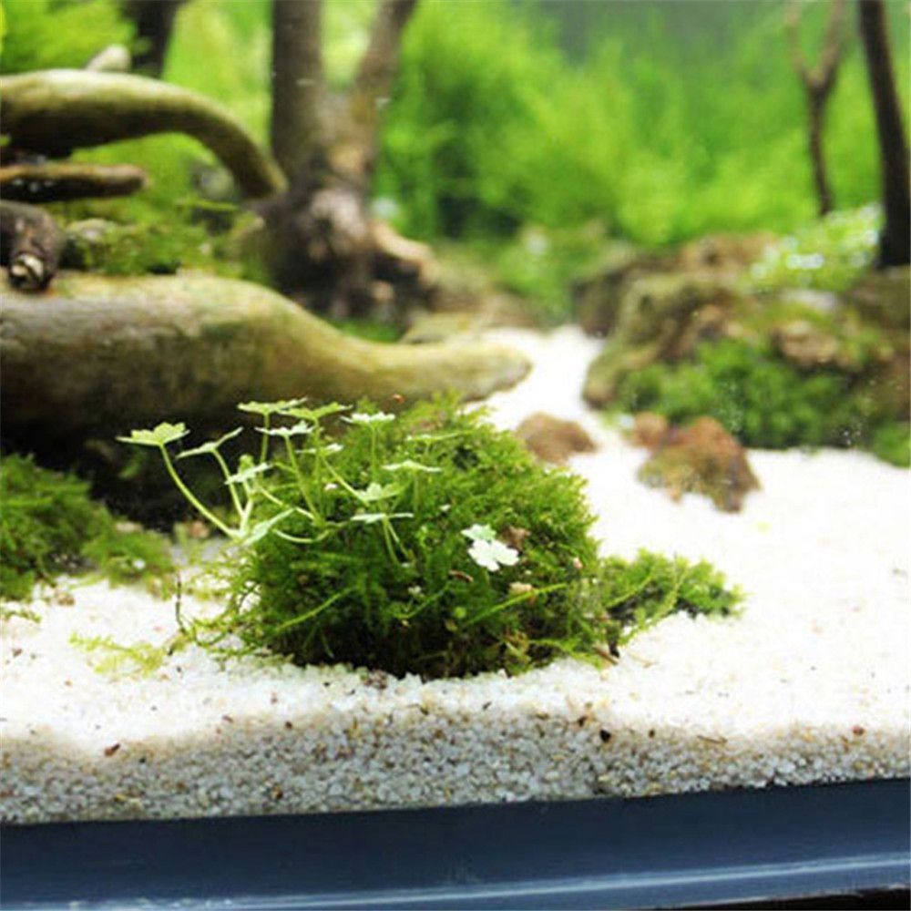 Nova suspensão de plástico mus - Marine Aquarium For Sale avaliação e preço